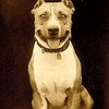 Luke the Dog