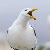 Sully Seagull