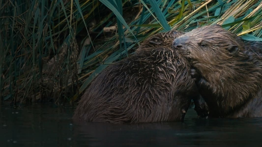 Castor, la force de la nature Screenshot 0