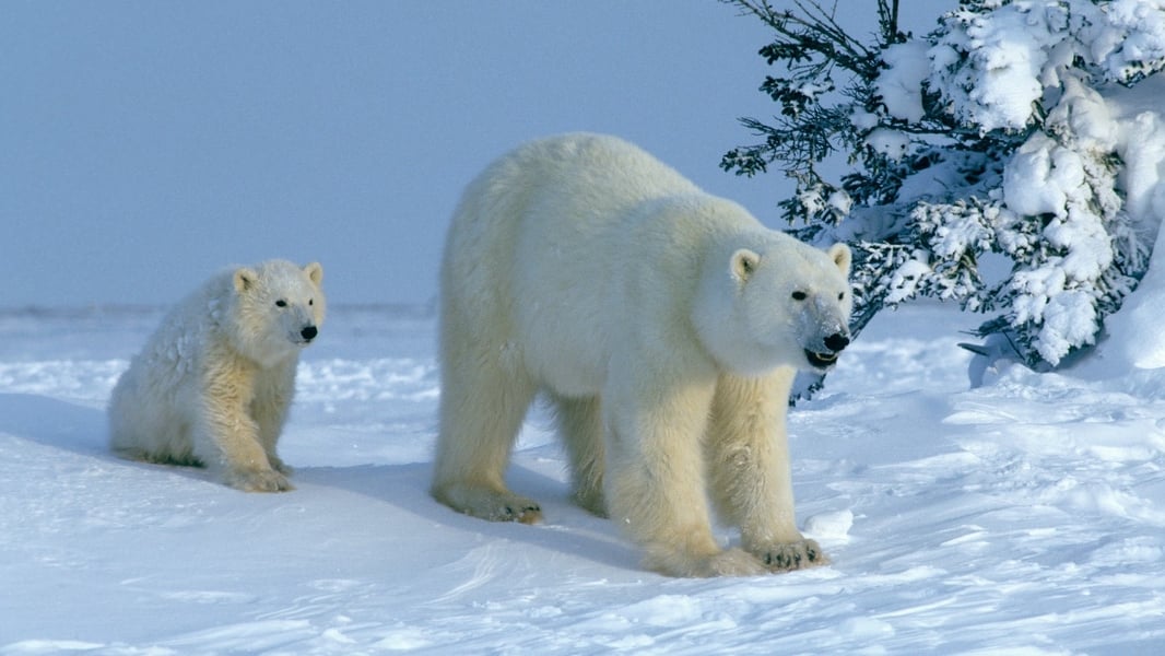 Attenborough Explores... Our Fragile World Screenshot 0