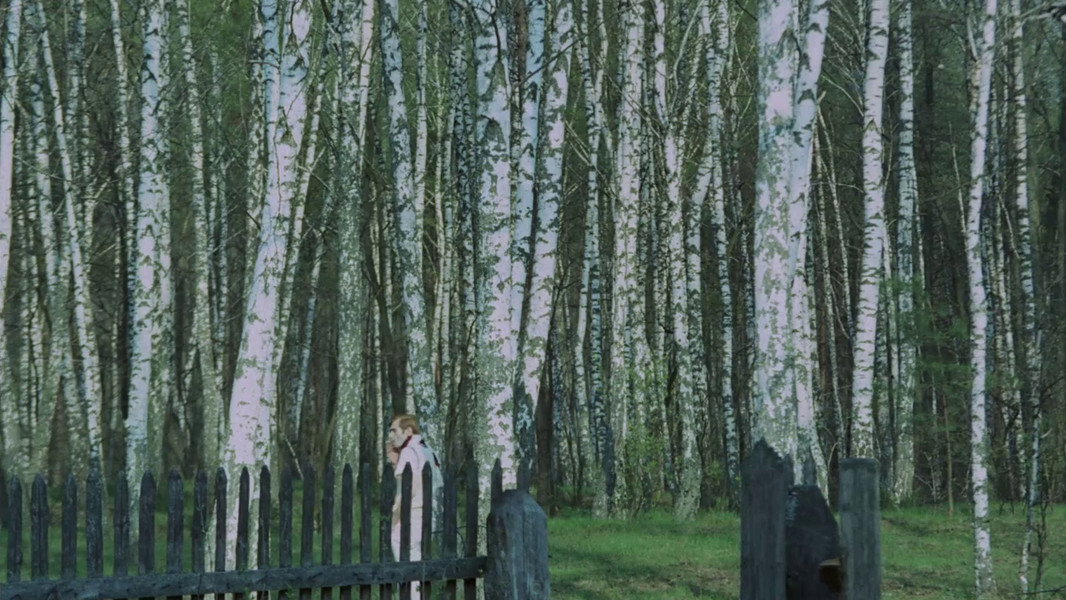 The Birch Wood