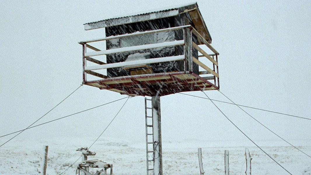 Nest