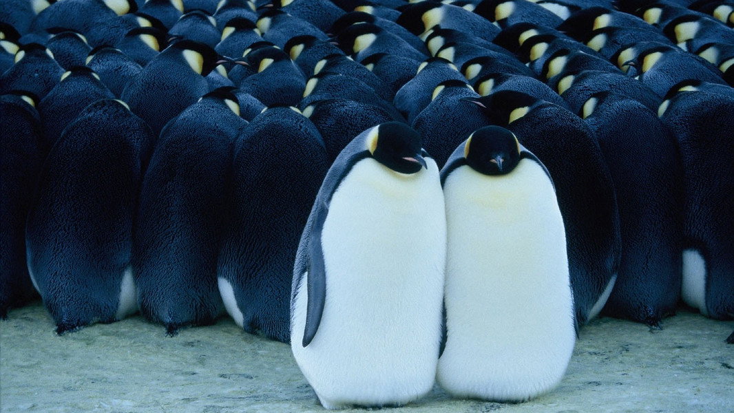 March of the Penguins