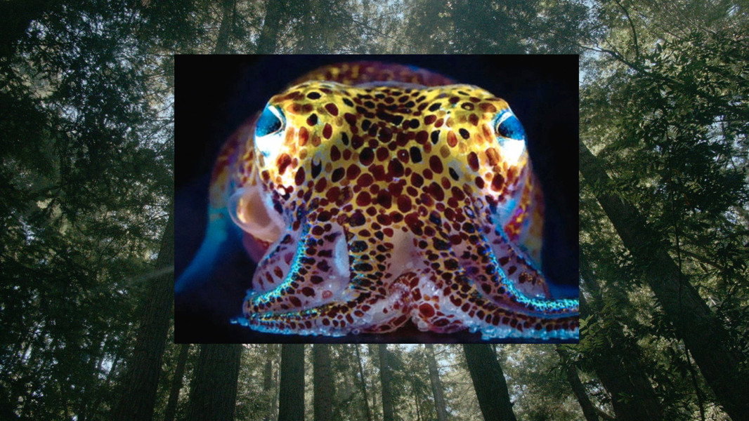 Donna Haraway: Story Telling for Earthly Survival