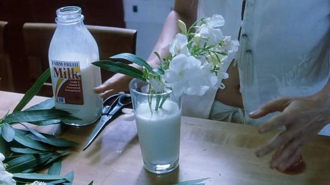 White Oleander