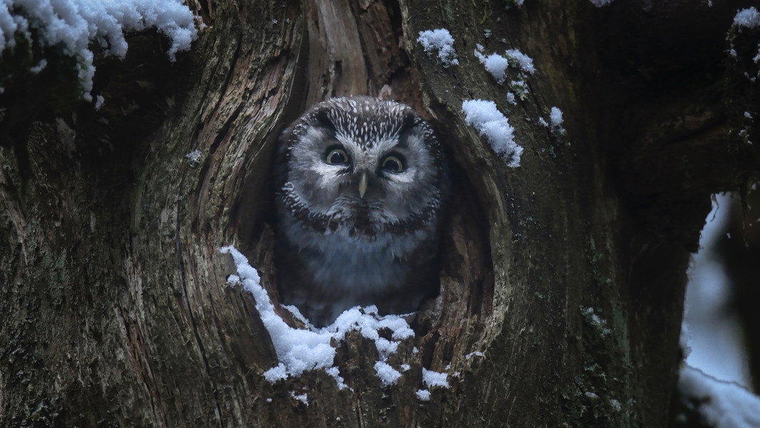 Whispers in the Woods