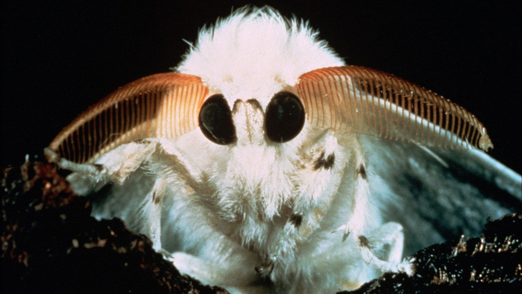 Microcosmos