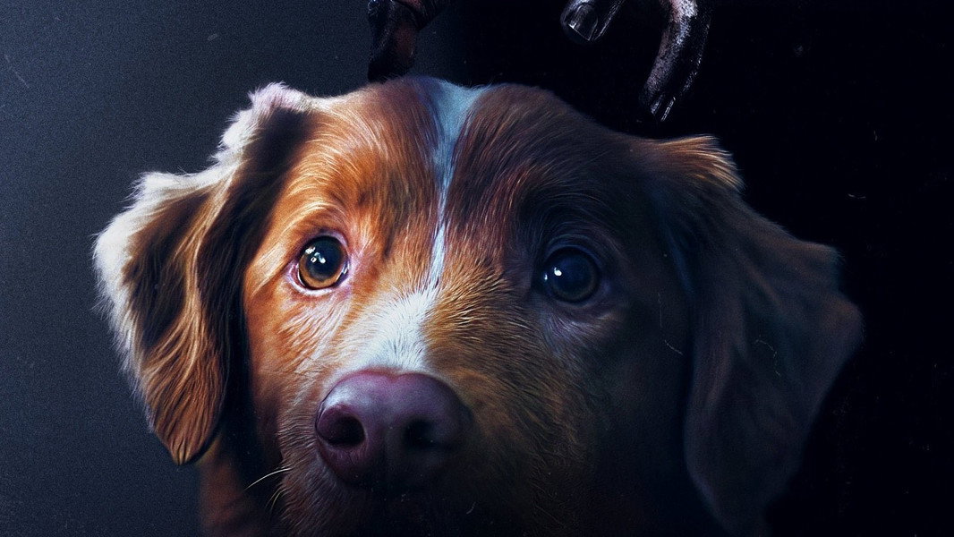 Good Boy