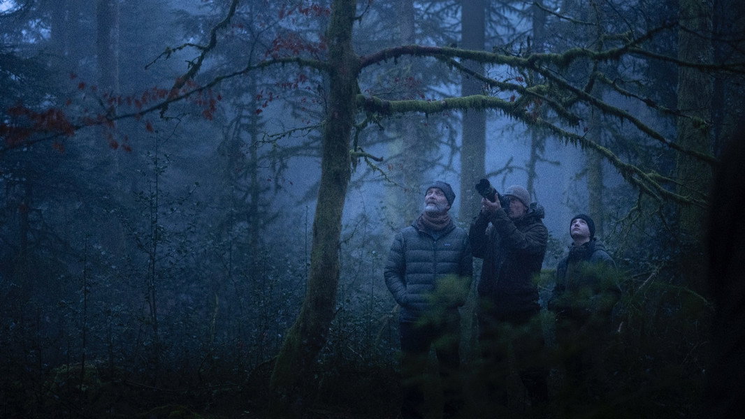 Whispers in the Woods