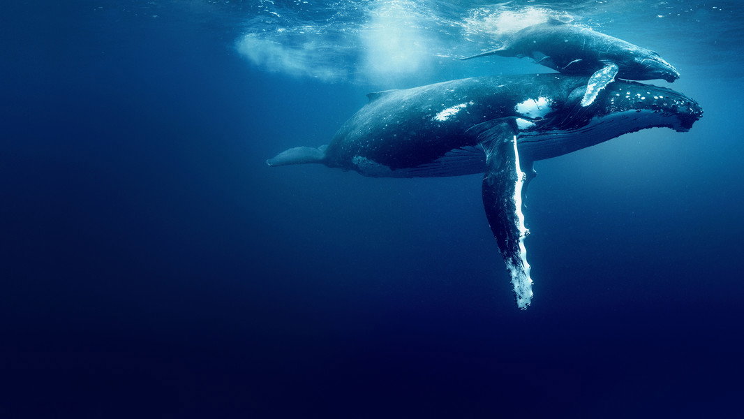 Ocean with David Attenborough