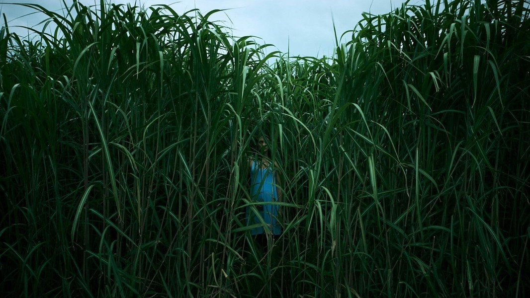 In the Tall Grass