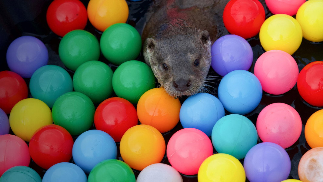 Billy & Molly: An Otter Love Story