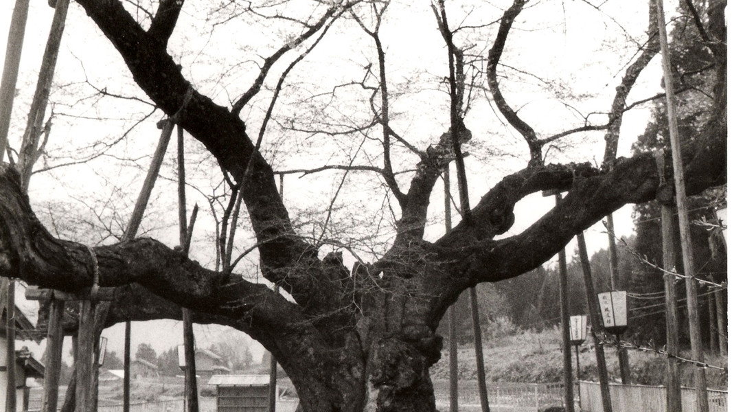 The Cherry Tree with Gray Blossoms