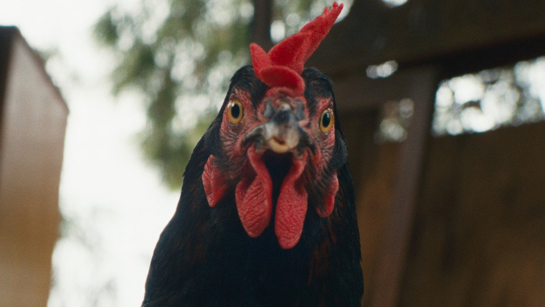 Kota (Cocotte)