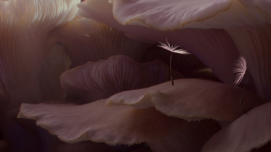 Dandelion's Odyssey