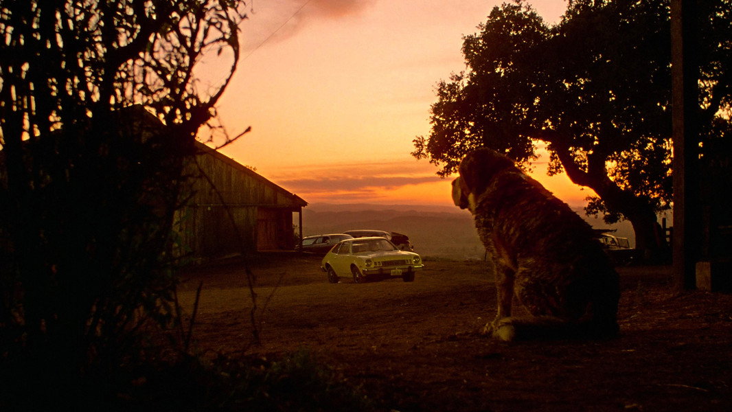 Cujo