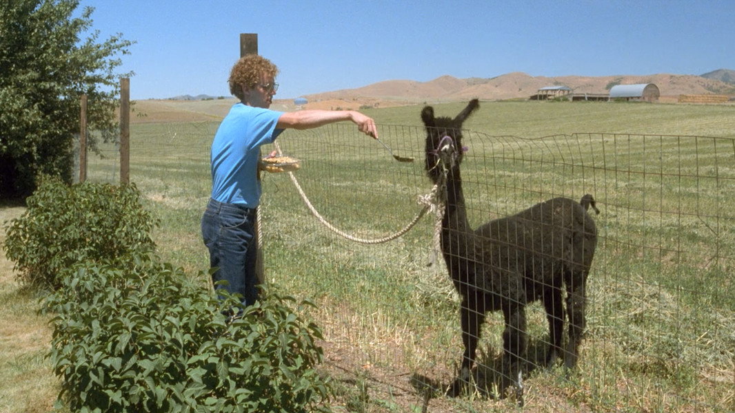 Napoleon Dynamite