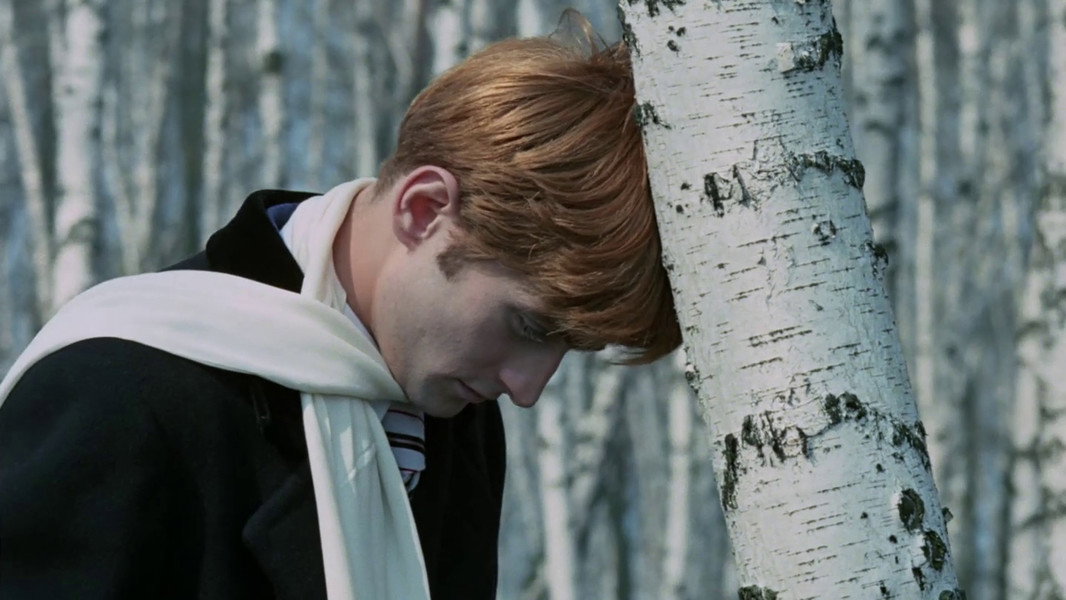 The Birch Wood