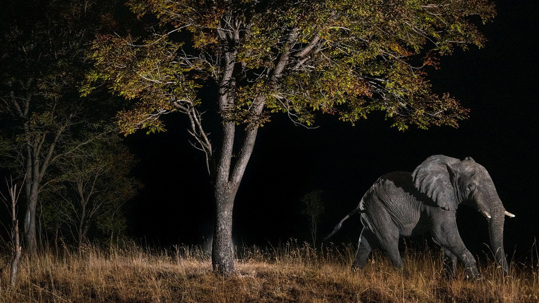 Ghost Elephants