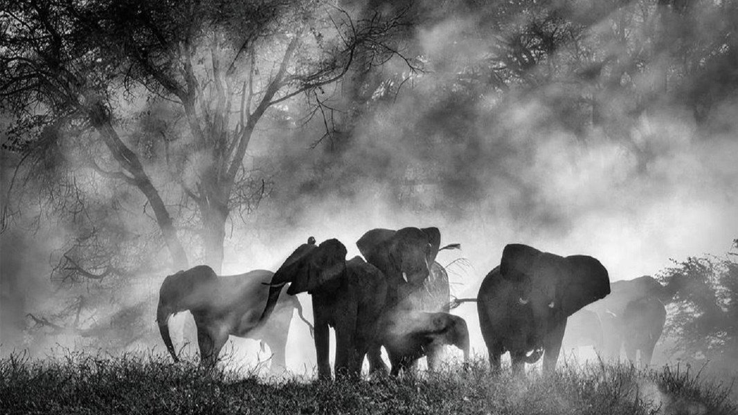 Ghost Elephants
