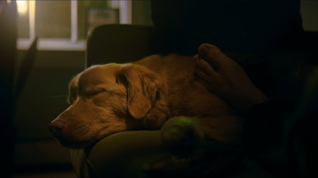 Good Boy