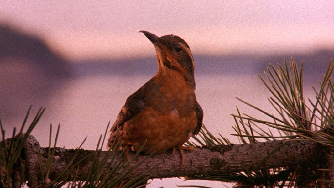 Twin Peaks