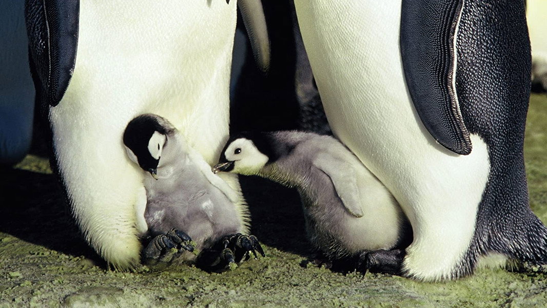 March of the Penguins