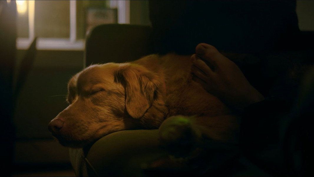 Good Boy