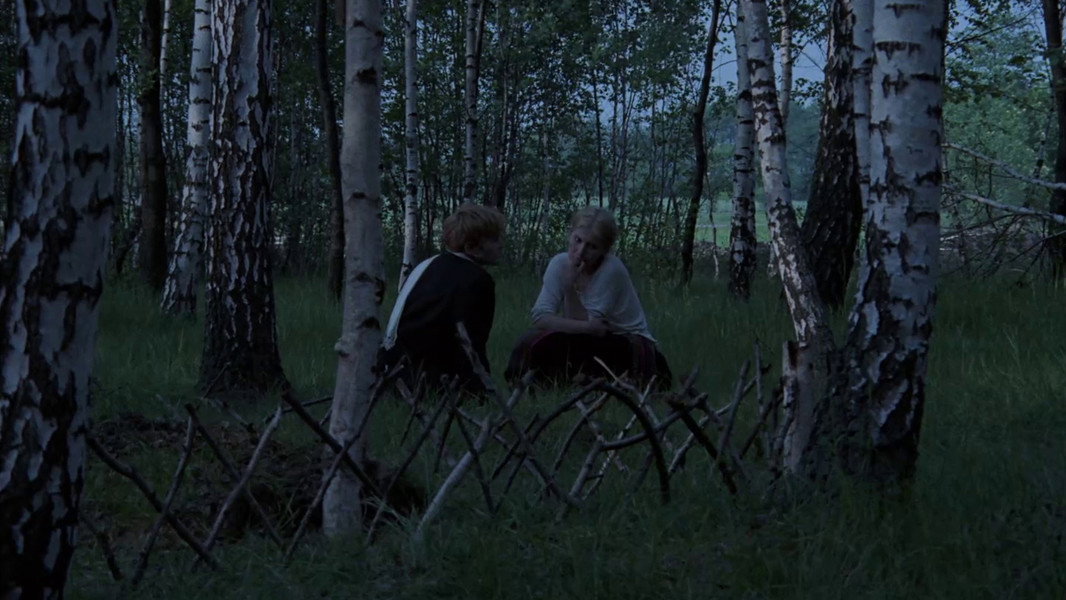 The Birch Wood