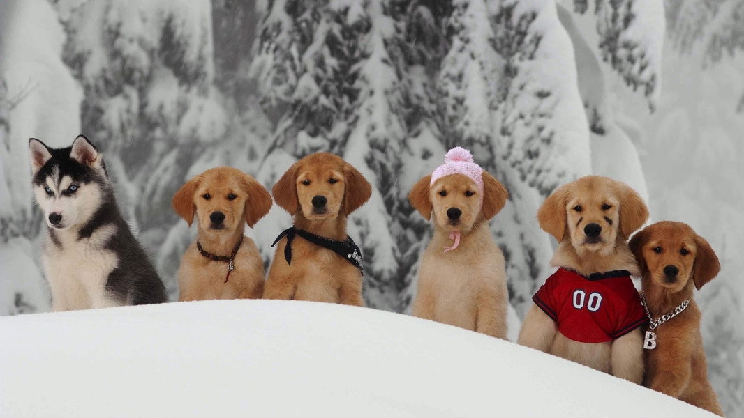 Snow Buddies