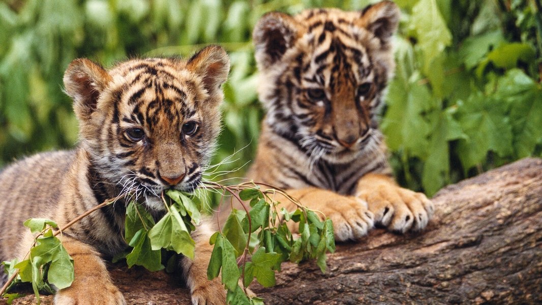 Two Brothers (2004) — The Movie Database (TMDb)