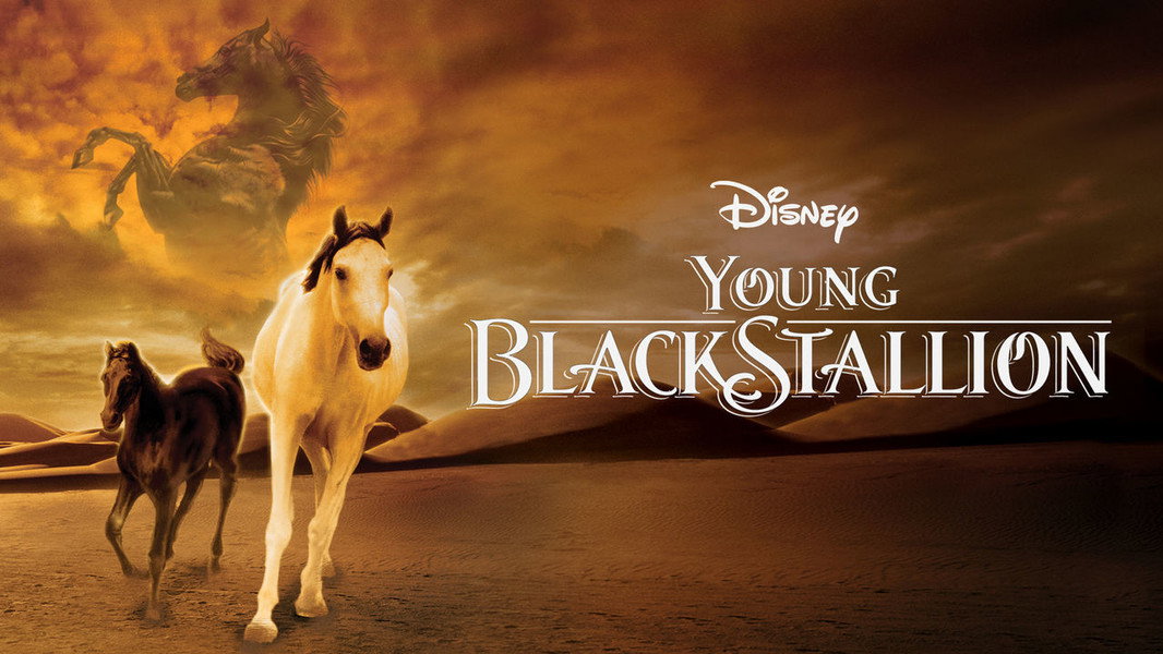 Young Black Stallion