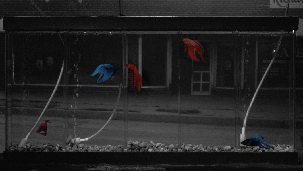 Rumble Fish