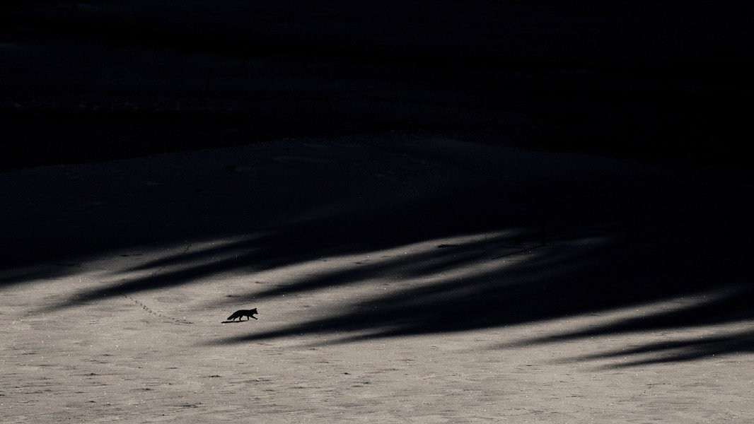 Whispers in the Woods