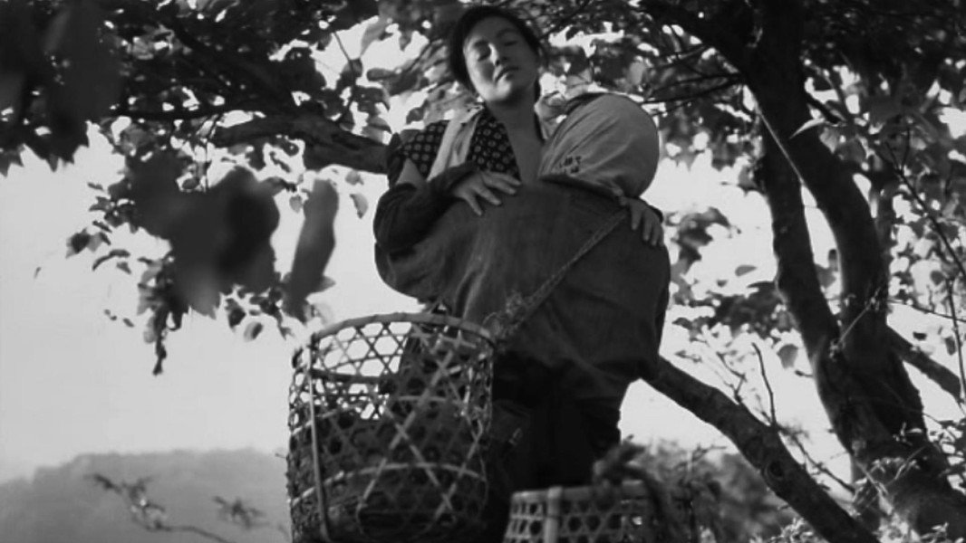 The Insect Woman