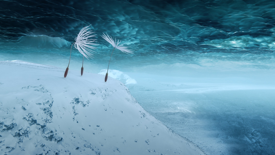 Dandelion's Odyssey