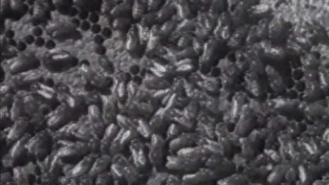 Wax, or The Discovery of Television Among the Bees