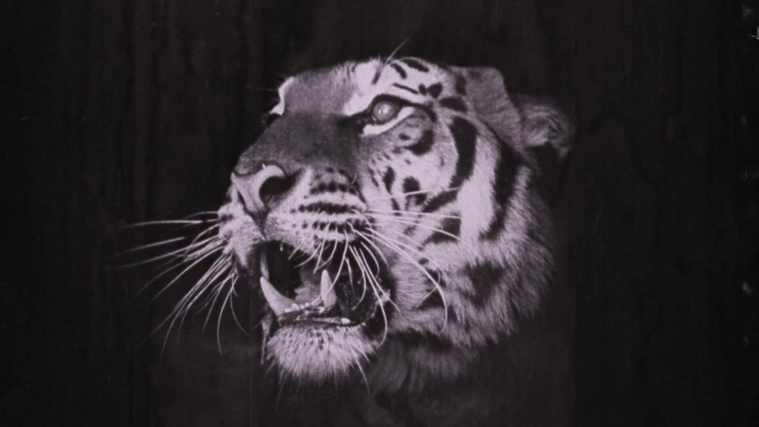 The Indian Tomb, Part II: The Tiger of Eschnapur