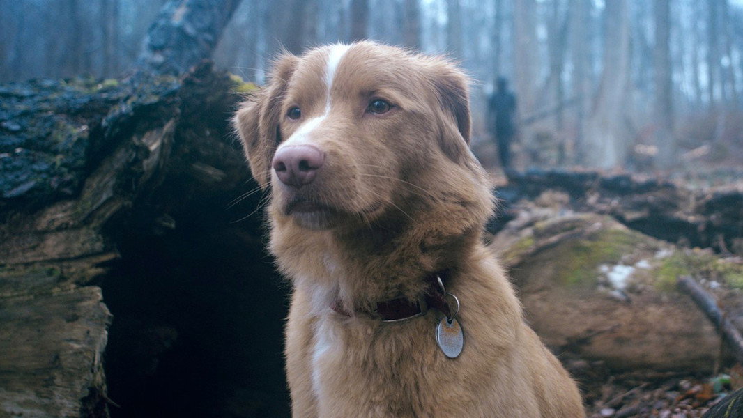 Good Boy