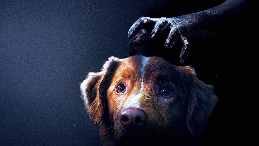 Good Boy