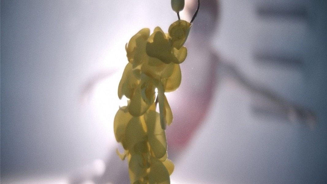 Upstream Color