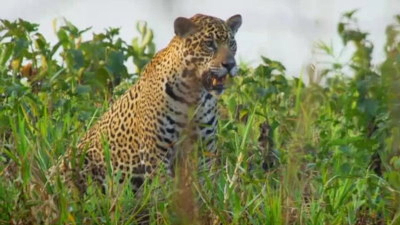 Pantanal: Brazil's Wild Heart