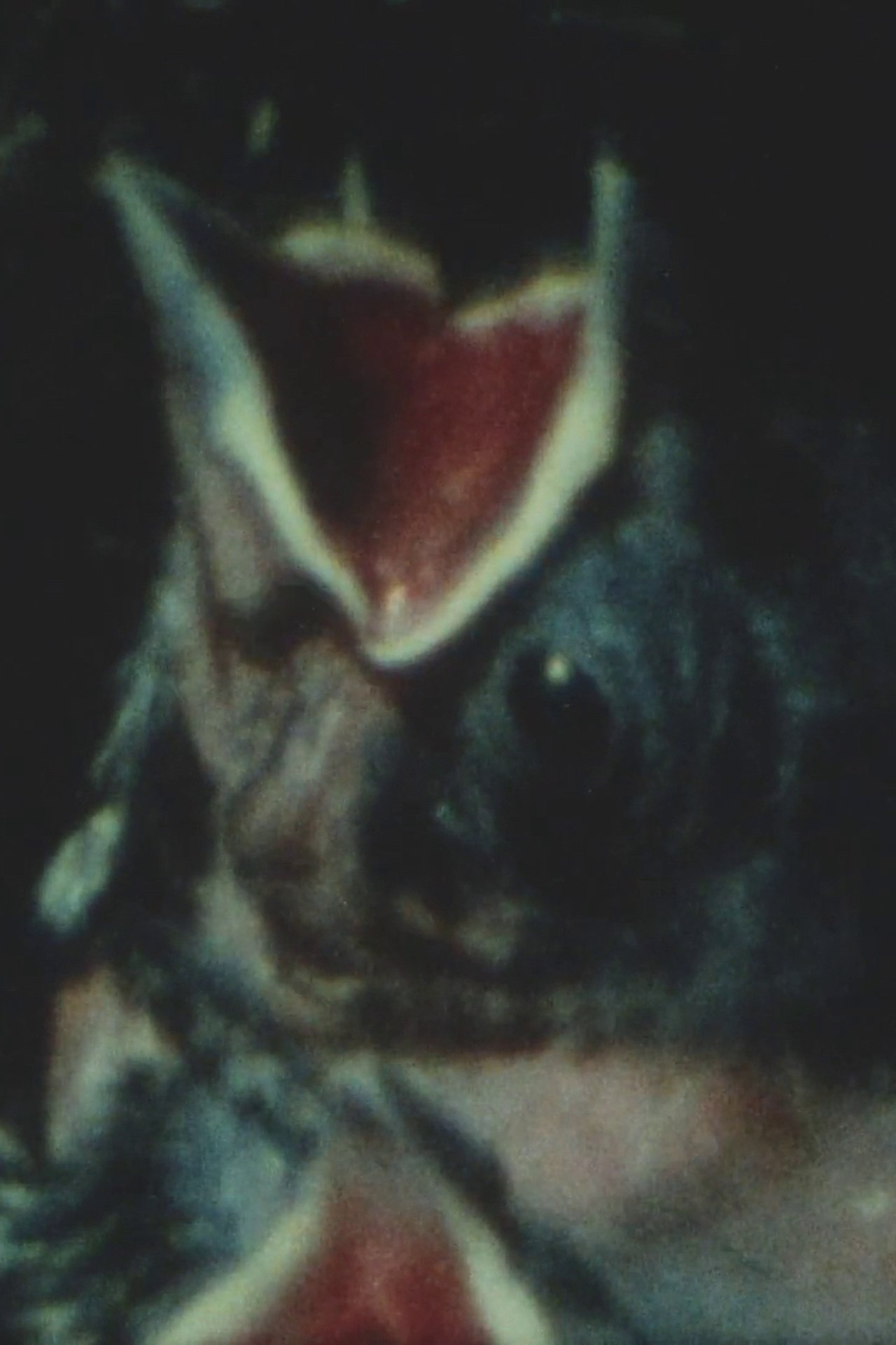 enlarged Poster 0