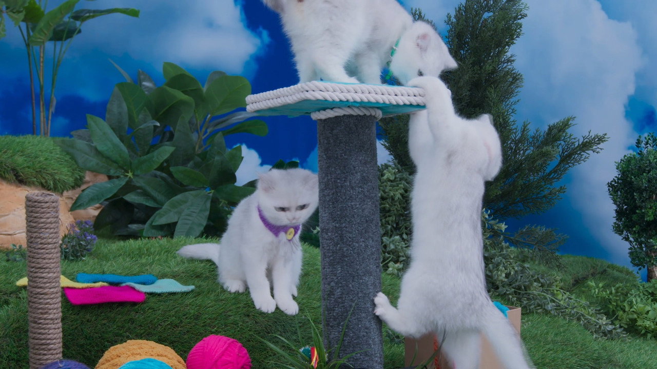Cat Whisperer