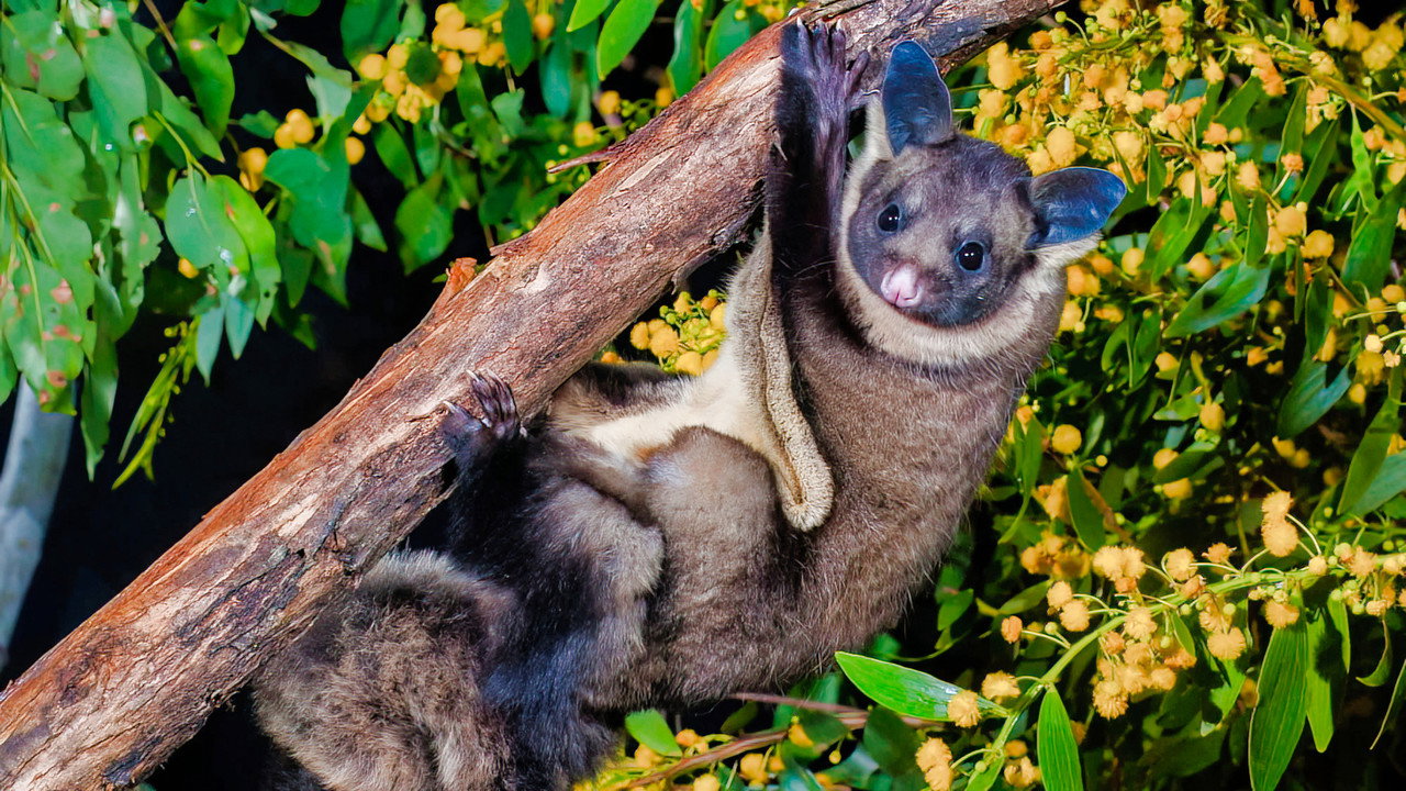 backdrop When Marsupials Fly: The Eucalyptus Forests of Australia
