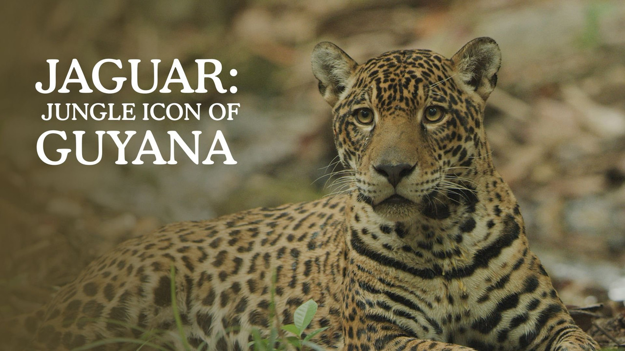 Jaguar: Jungle Icon of Guyana