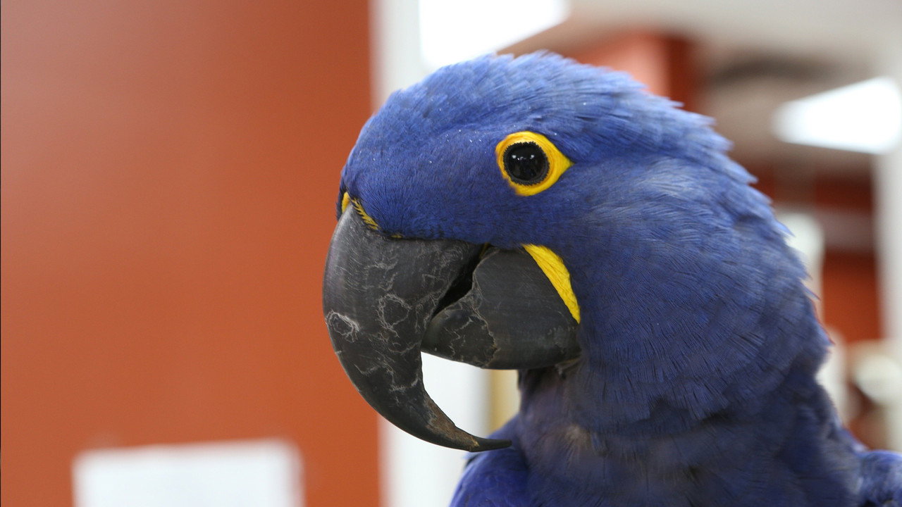 Pain in the Beak