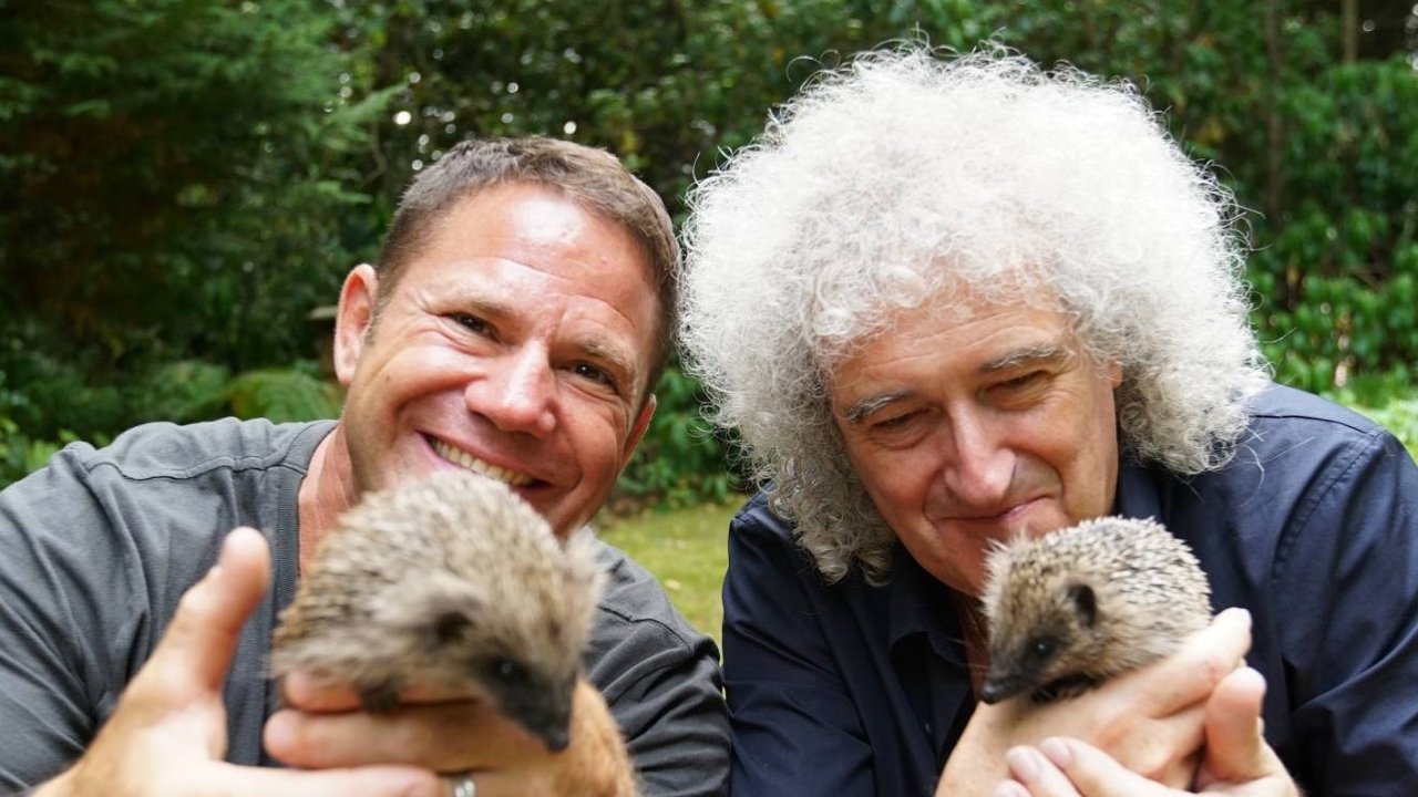 Meet the Hedgehogs backdrop