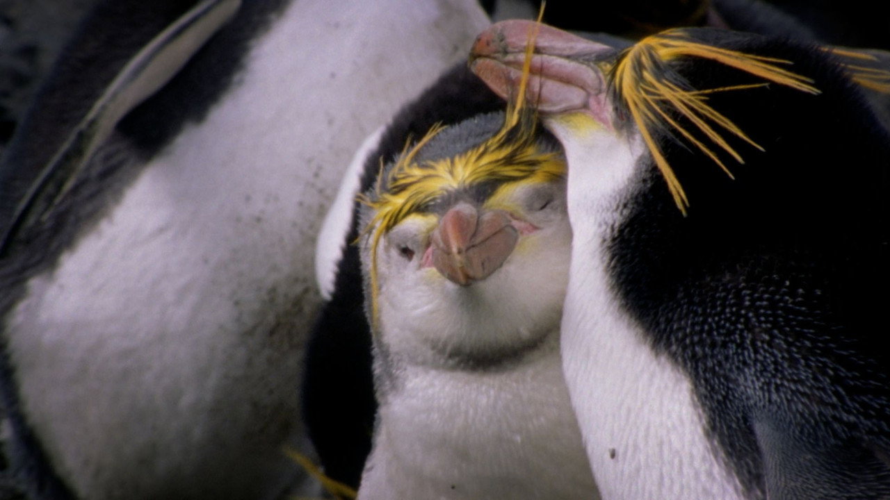 Antarctic Influencers