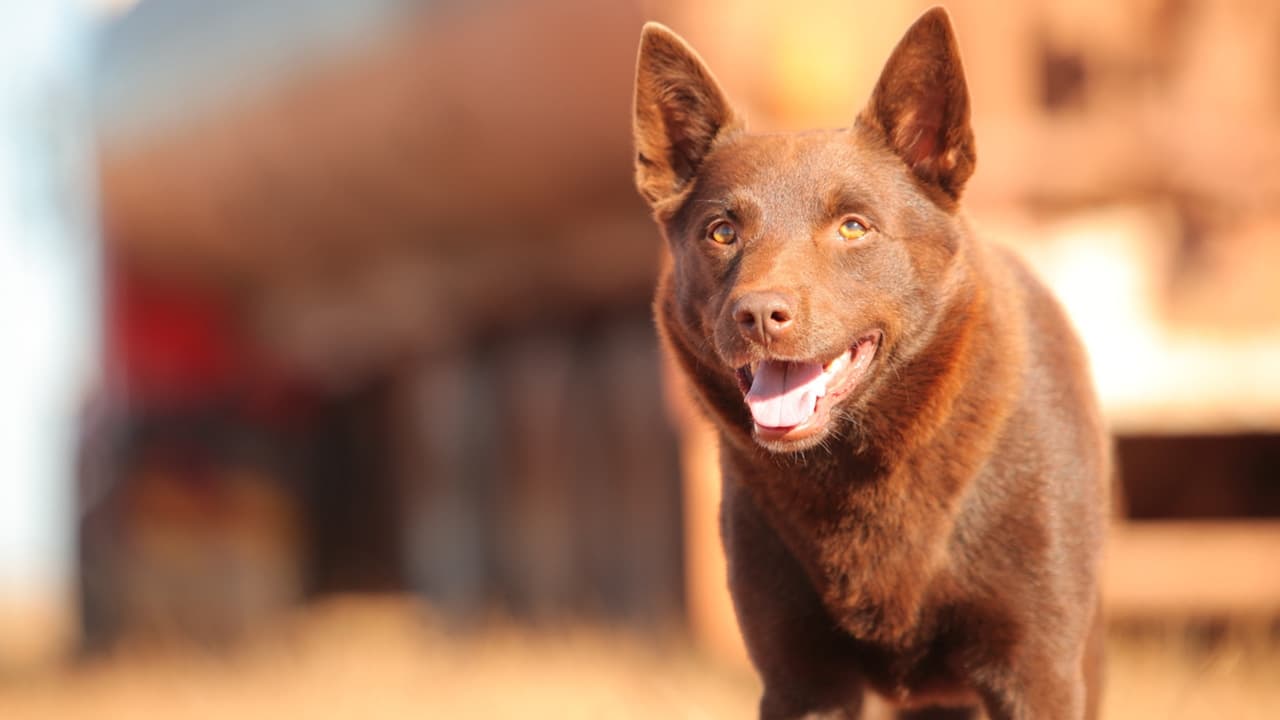 Red Dog Collection Backdrop